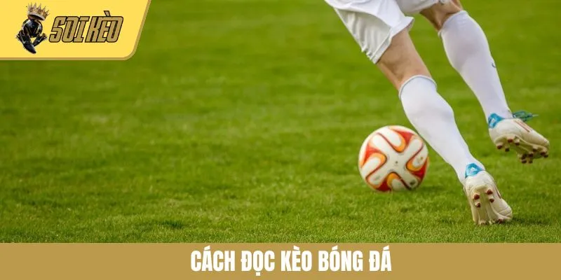 Cách Đọc Kèo Bóng Đá - Tổng Hợp Kiến Thức Cơ Bản Cho Newbie